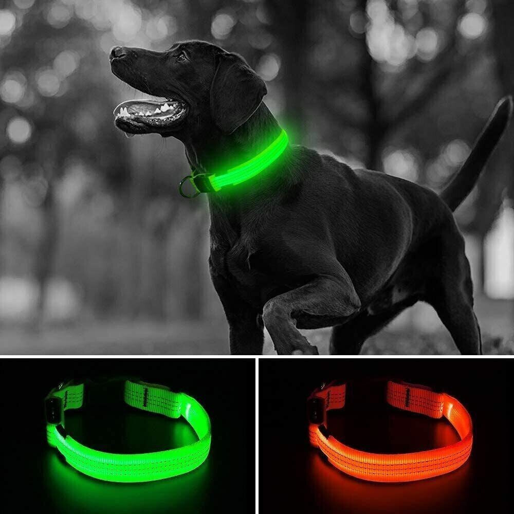 LED Pet Collar in Use